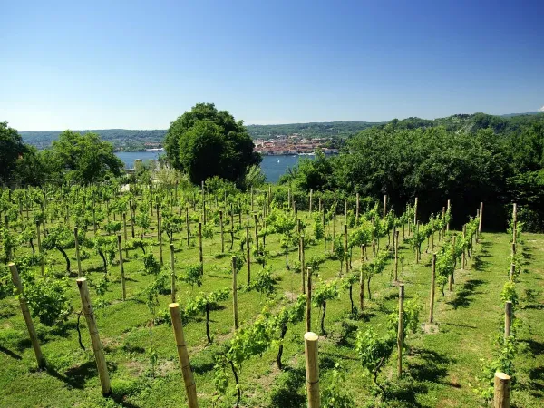 Weinberg in der Nähe des Roan-Campingplatzes Lido Verbano.