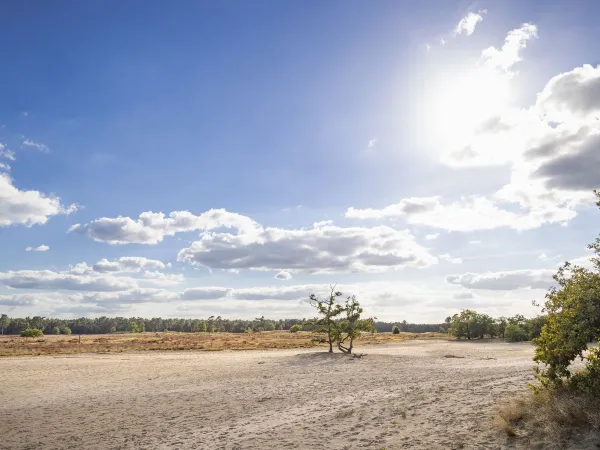 Drunense Duinen auf dem Campingplatz Roan Het Genieten.