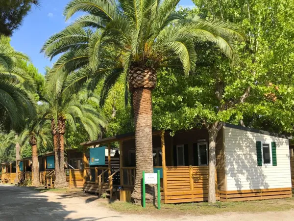 Straße mit Palmen zwischen den Roan-Mobilheimen auf dem Roan-Campingplatz Playa Montroig.
