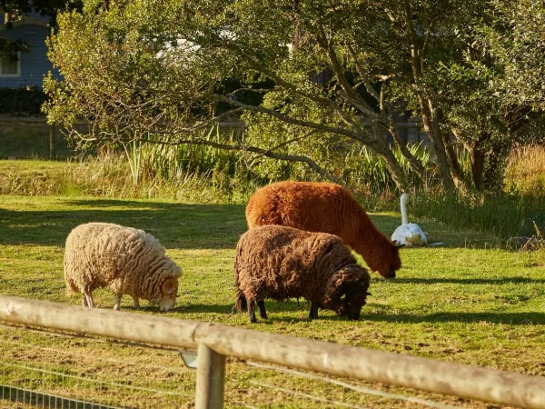 Streichelzoo auf dem Roan-Campingplatz Grande Métairie.