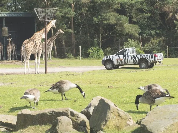 Safaripark de Beekse Bergen bei Roan camping Marvilla Parks Kaatsheuvel.