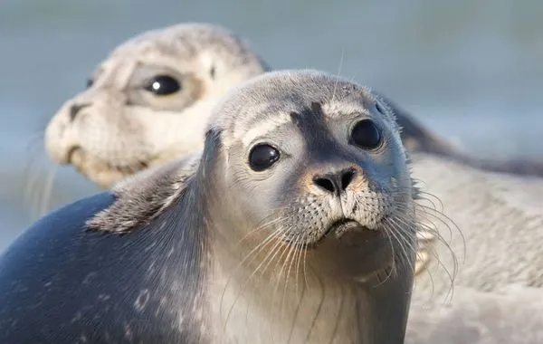 Besuchen Sie Harlingen!