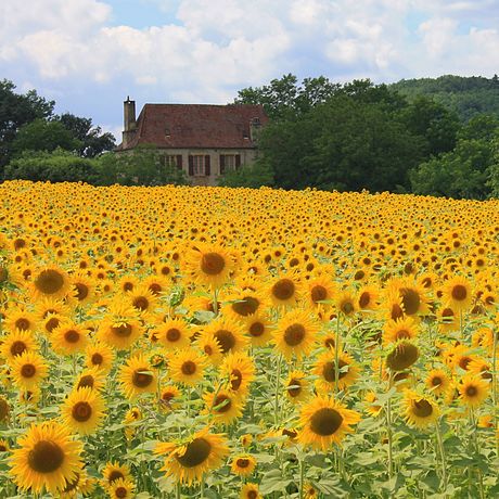 Unser Camping in der Dordogne